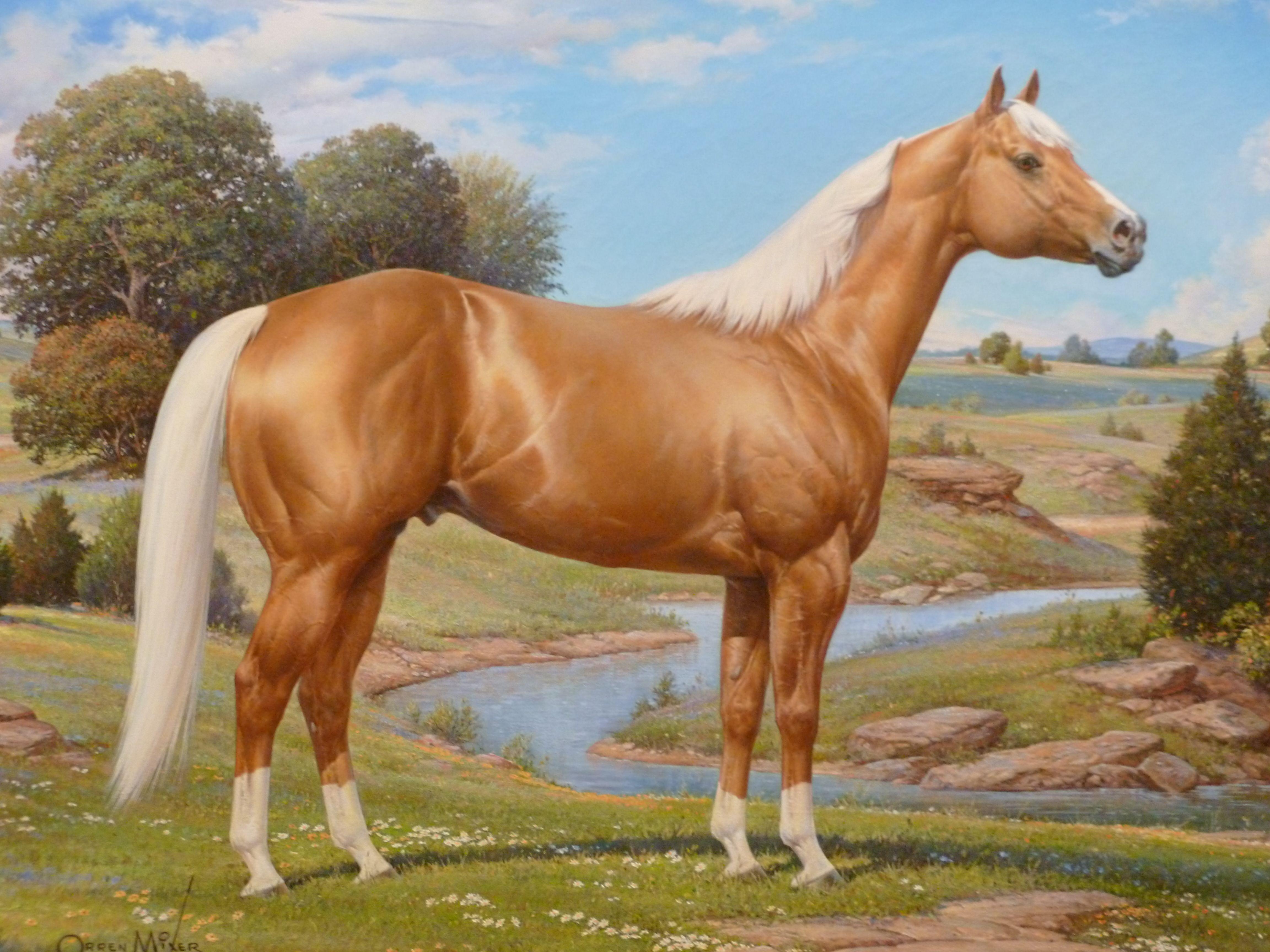 Quarter Horse Wallpapers Top Free Quarter Horse Backgrounds