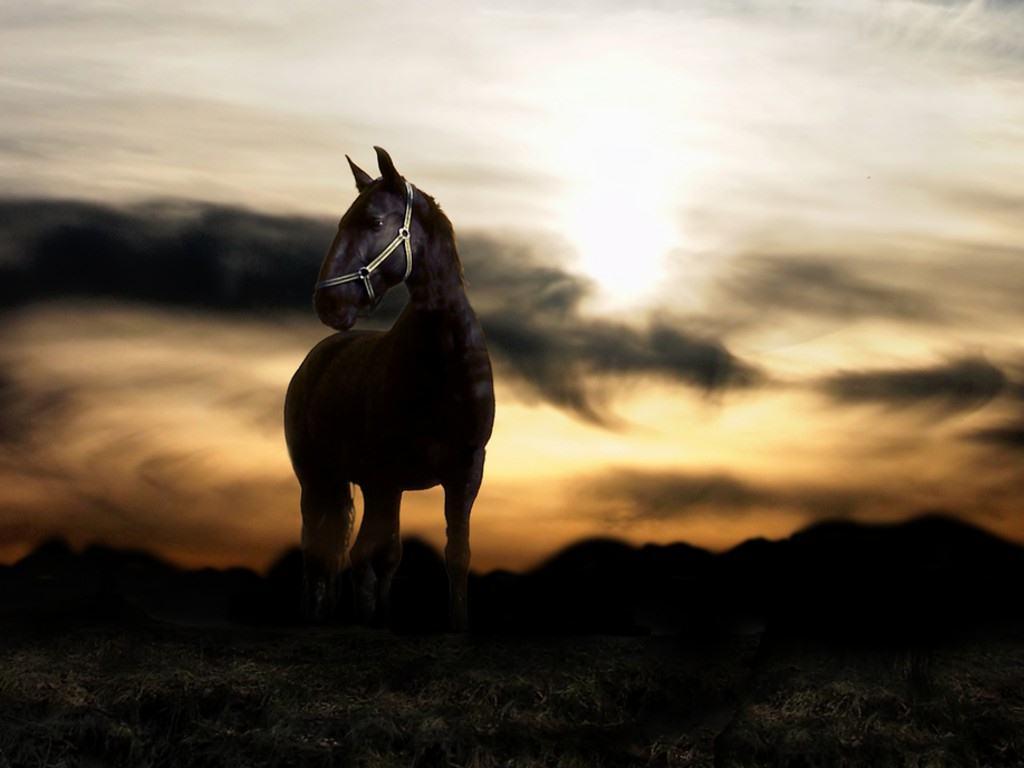 Quarter Horse Wallpapers Top Free Quarter Horse Backgrounds