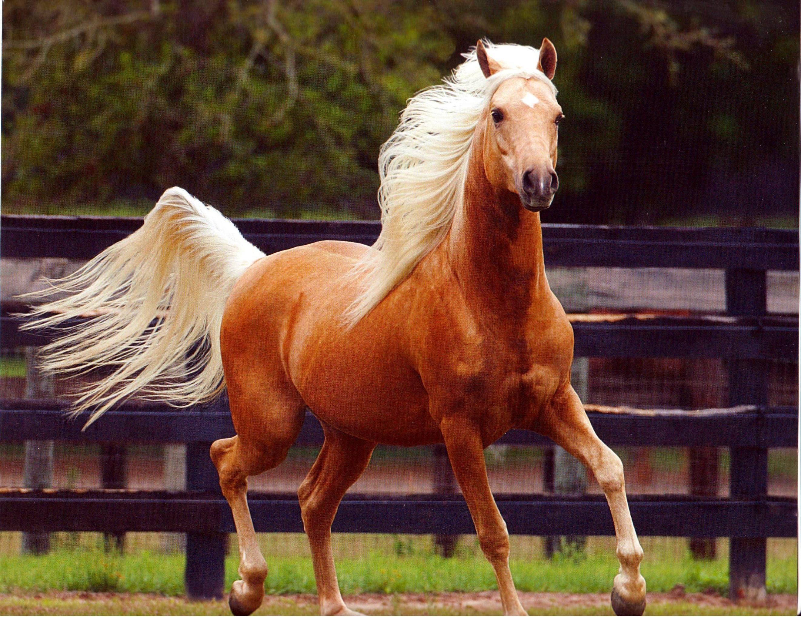 Quarter Horse Wallpapers Top Free Quarter Horse Backgrounds