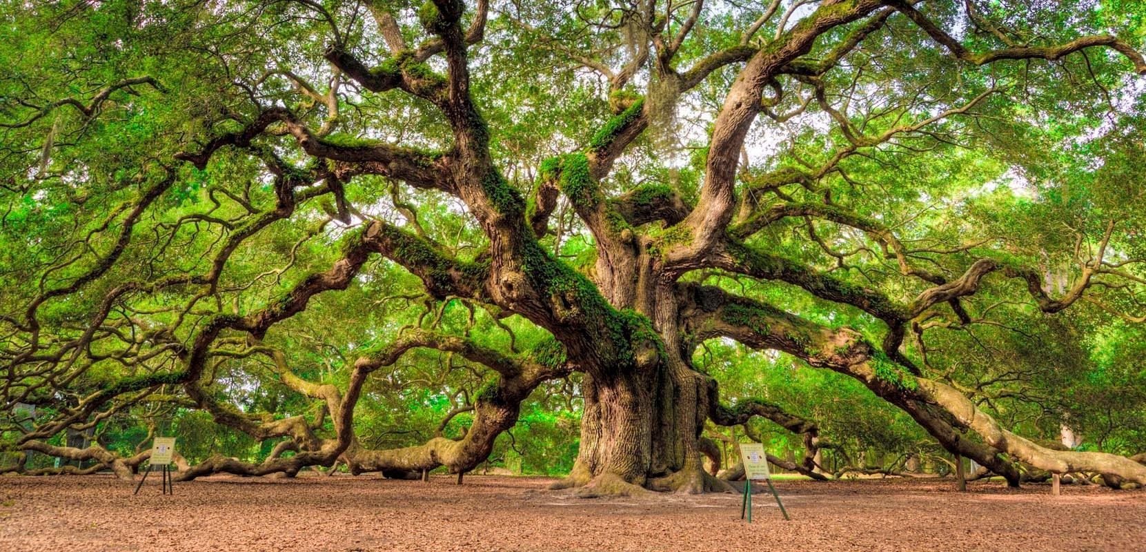Angel Oak Tree Wallpapers Top Free Angel Oak Tree Backgrounds