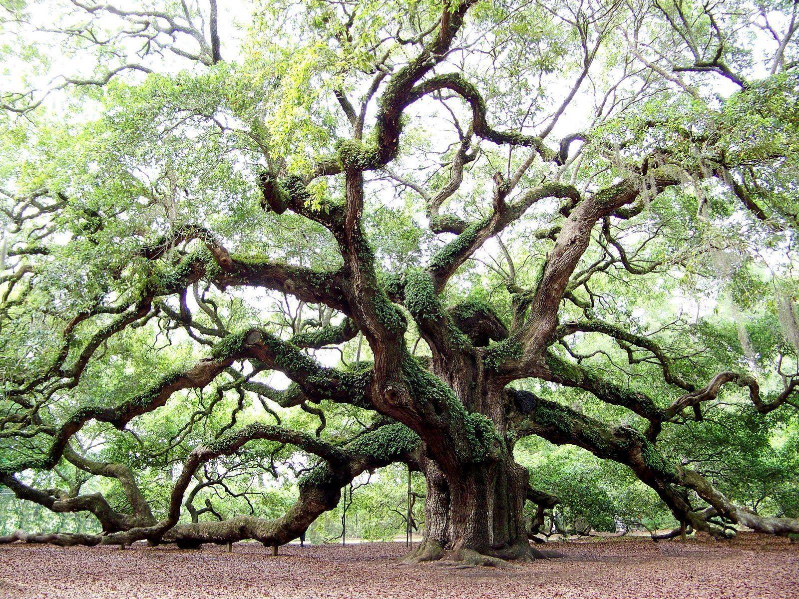 Angel Oak Tree Wallpapers Top Free Angel Oak Tree Backgrounds