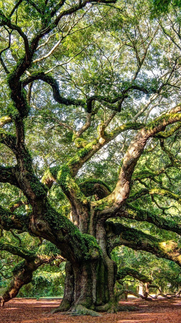 Angel Oak Tree Wallpapers Top Free Angel Oak Tree Backgrounds