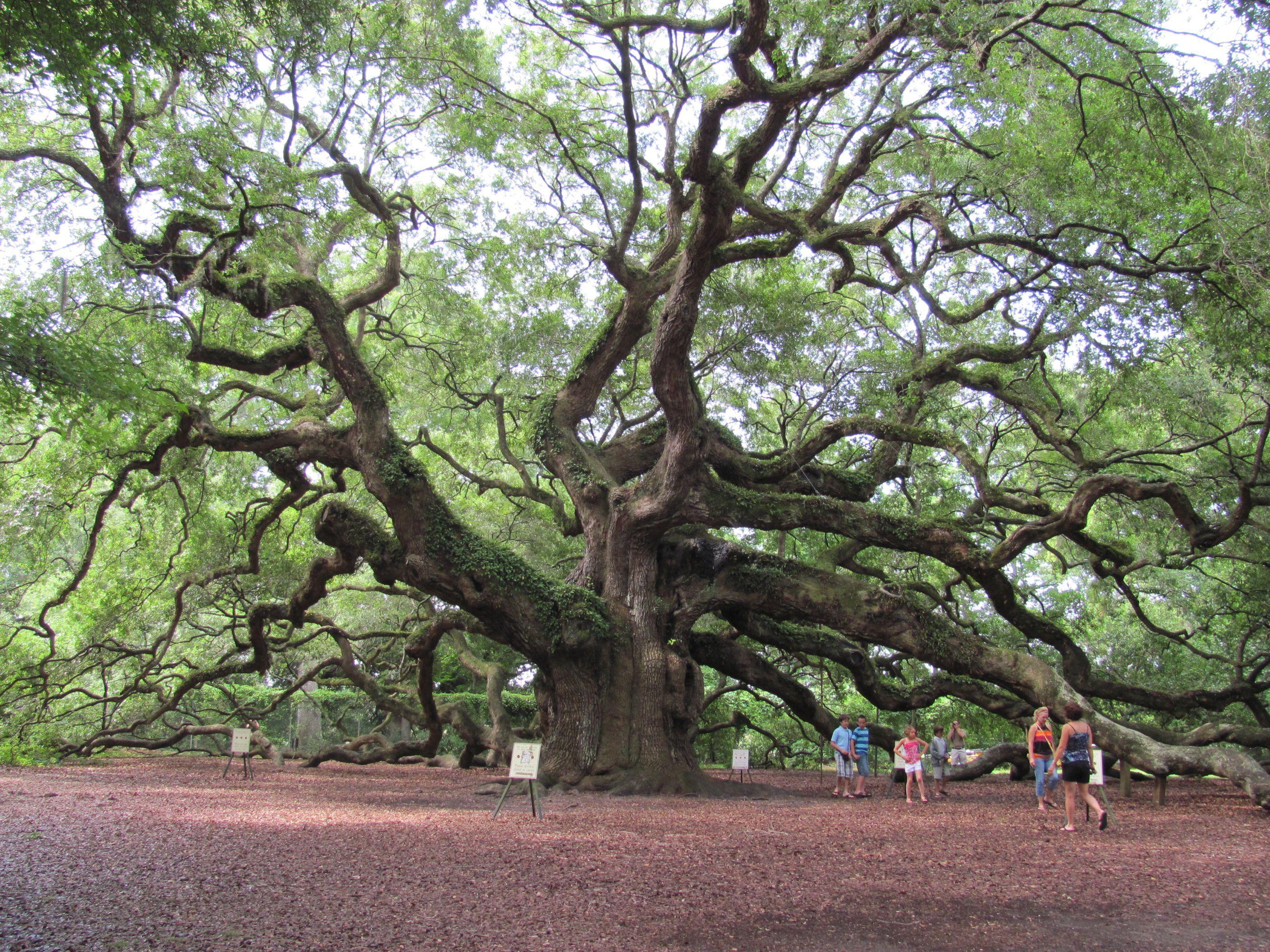 Angel Oak Tree Wallpapers Top Free Angel Oak Tree Backgrounds