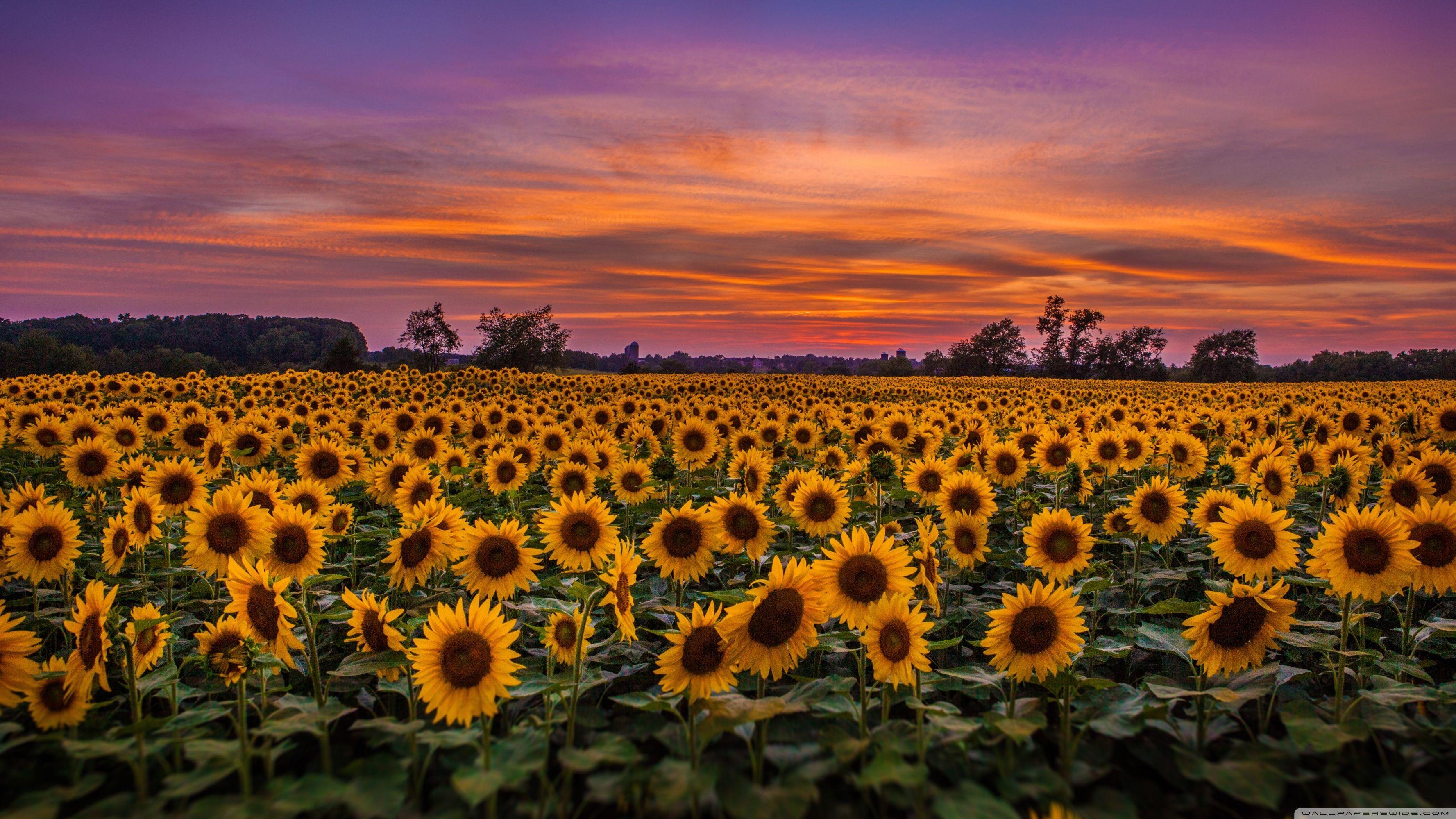 Cute Sunflower Desktop Wallpapers Top Free Cute Sunflower Desktop