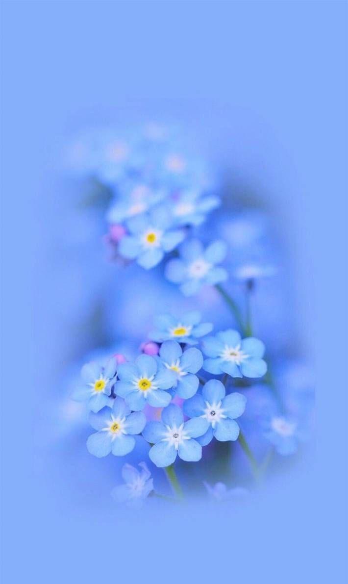 Blue Flowers Aesthetic Wallpapers Top Free Blue Flowers Aesthetic