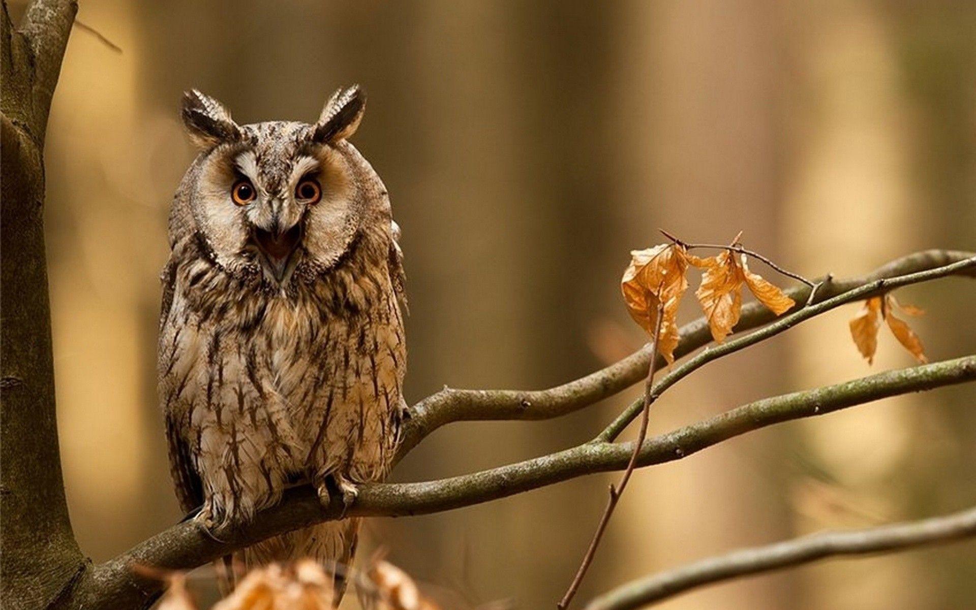 Fall Owls Wallpapers Top Free Fall Owls Backgrounds WallpaperAccess