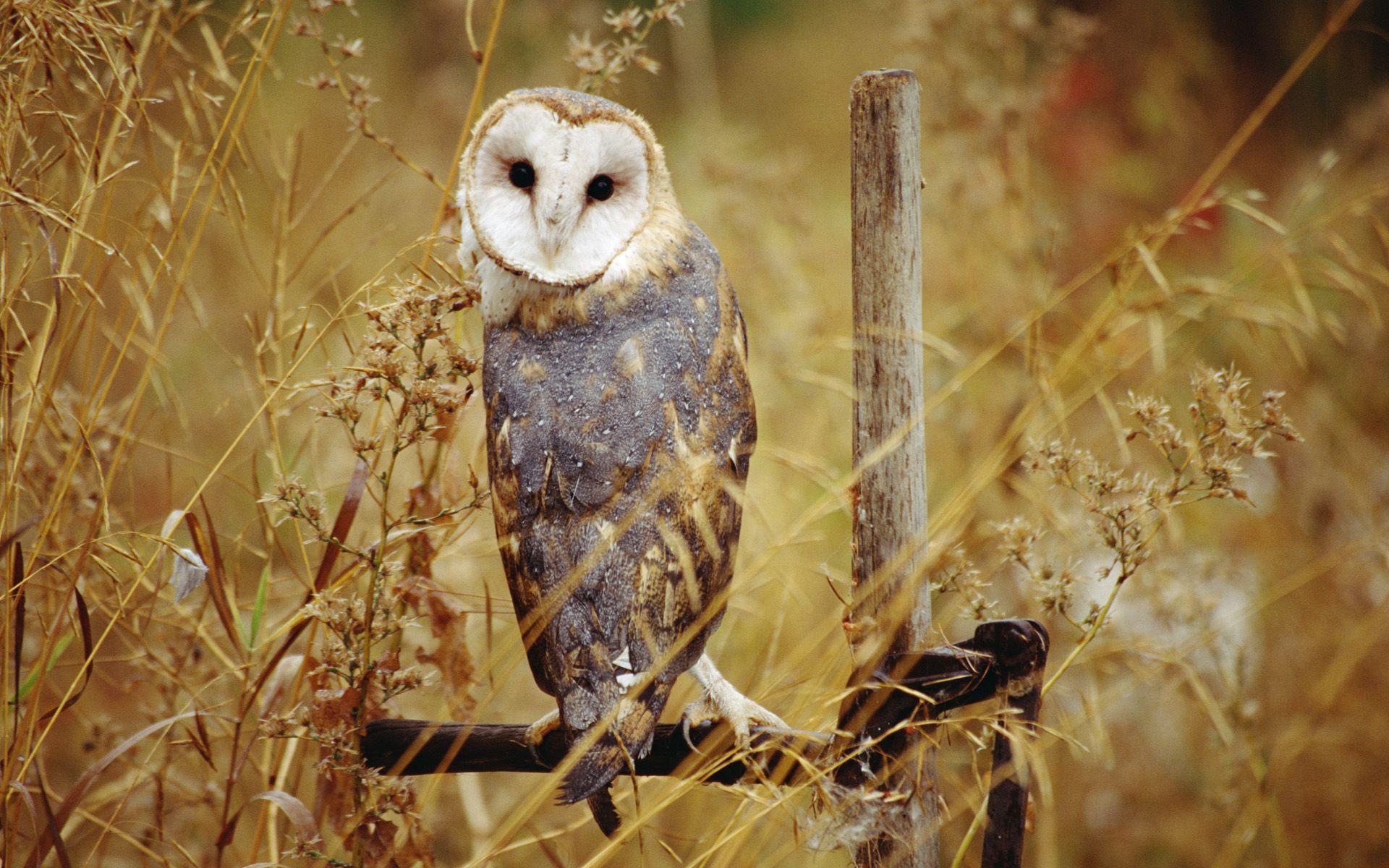 Fall Owls Wallpapers Top Free Fall Owls Backgrounds WallpaperAccess