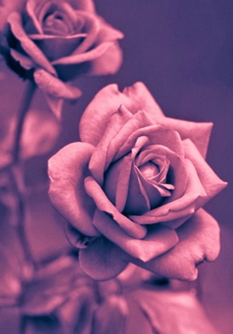 4K Rose Gold Wallpapers Top Free 4K Rose Gold Backgrounds