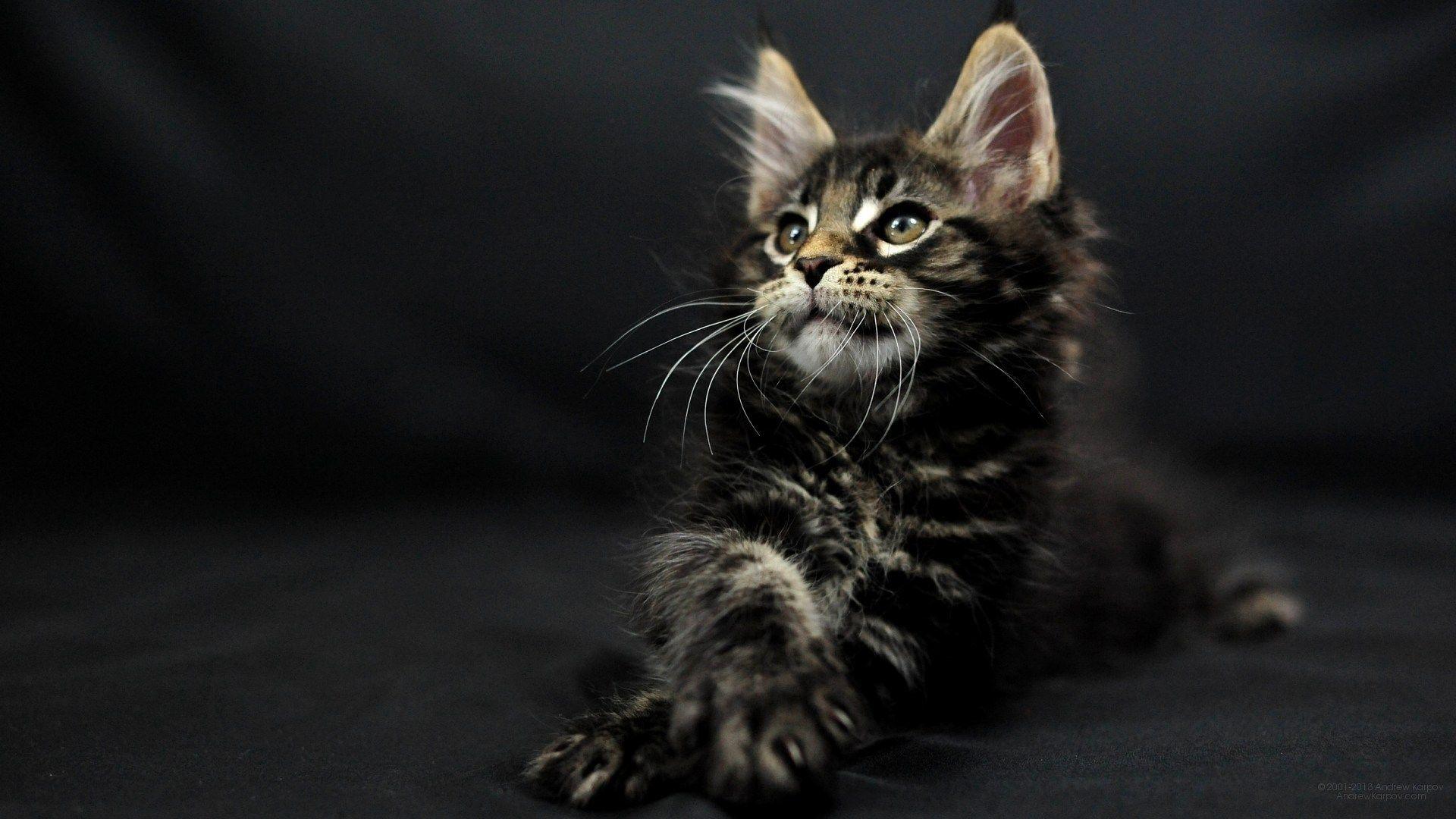 Maine Coon Wallpapers Top Free Maine Coon Backgrounds WallpaperAccess