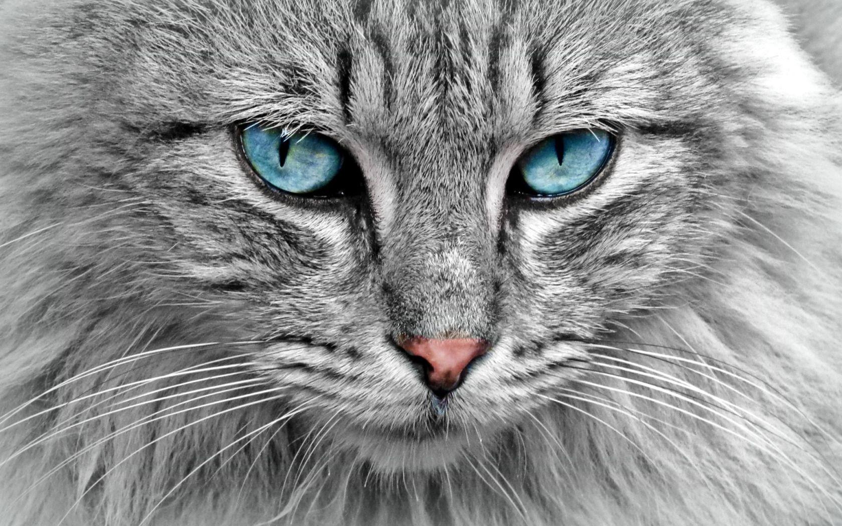 Maine Coon Wallpapers Top Free Maine Coon Backgrounds WallpaperAccess