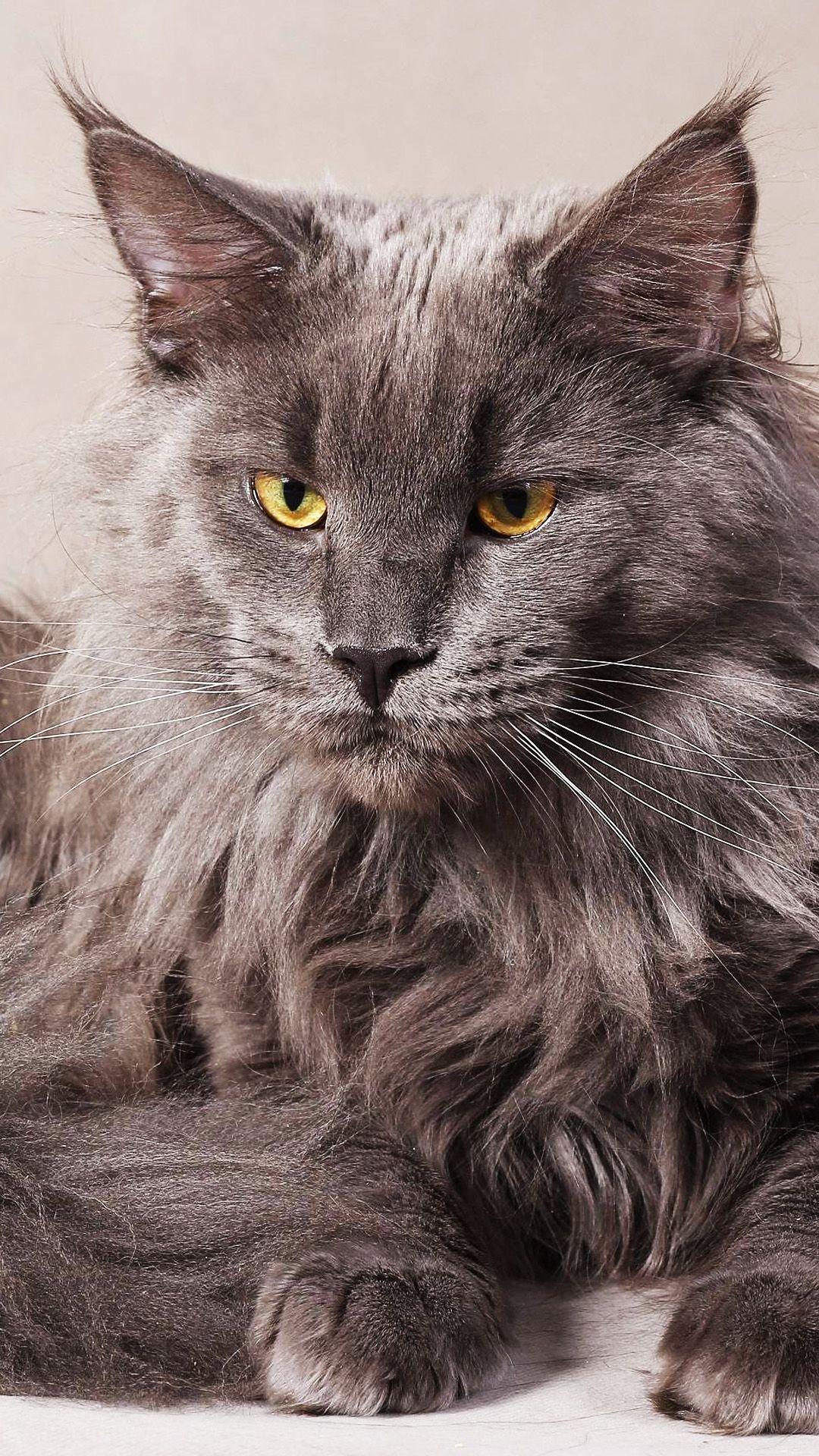 Maine Coon Wallpapers Top Free Maine Coon Backgrounds WallpaperAccess