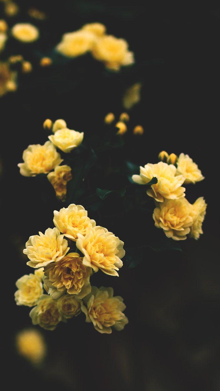 Gold Floral iPhone Wallpapers Top Free Gold Floral iPhone Backgrounds