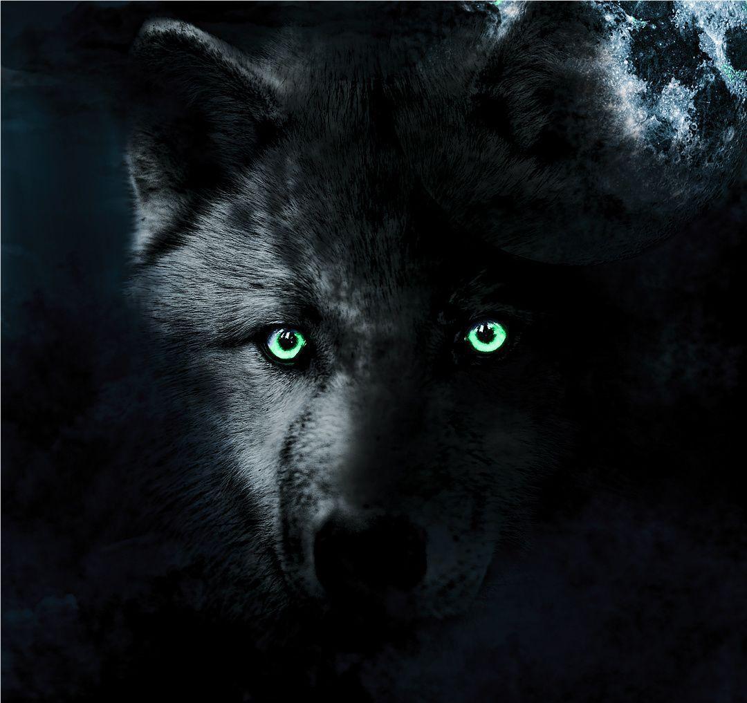 Evil Wolf Eyes Wallpapers Top Free Evil Wolf Eyes Backgrounds