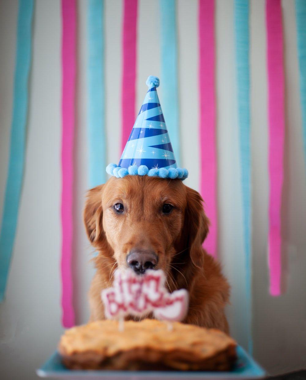 Happy Birthday Dog Wallpapers Top Free Happy Birthday Dog Backgrounds
