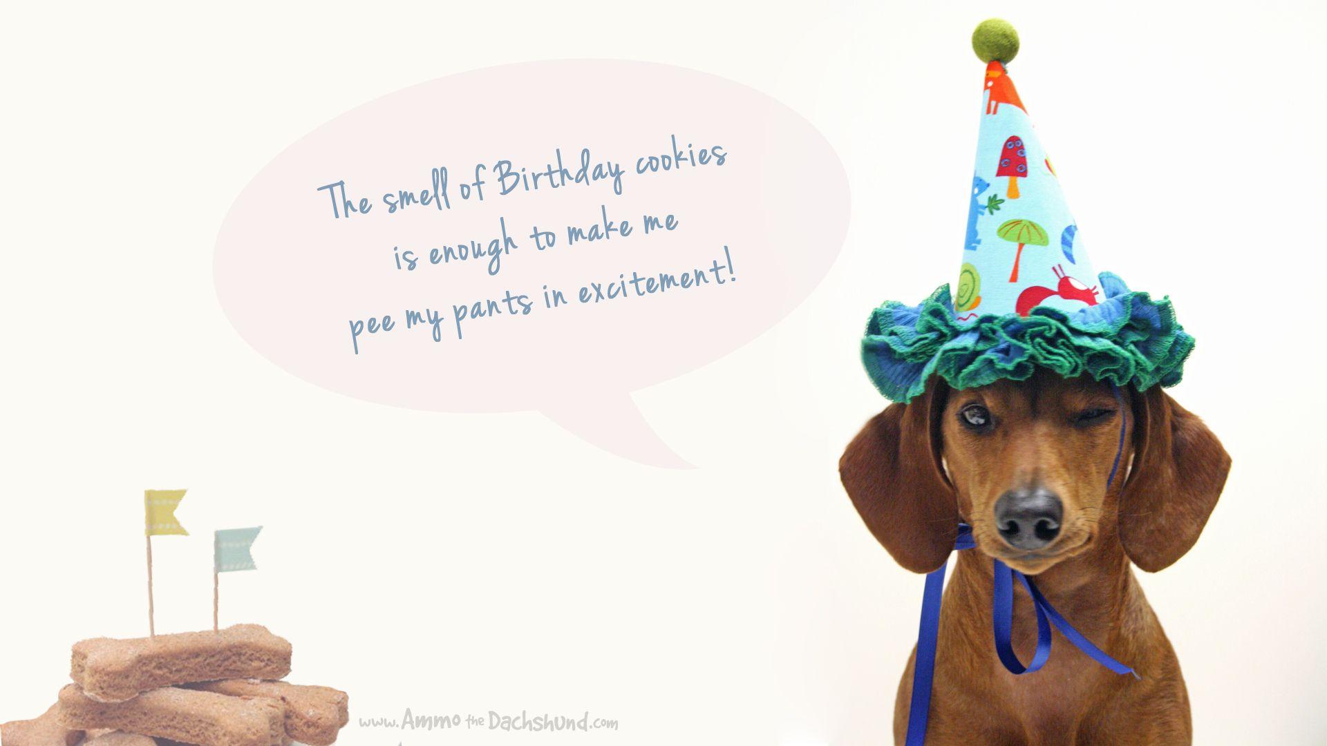Happy Birthday Dog Wallpapers Top Free Happy Birthday Dog Backgrounds