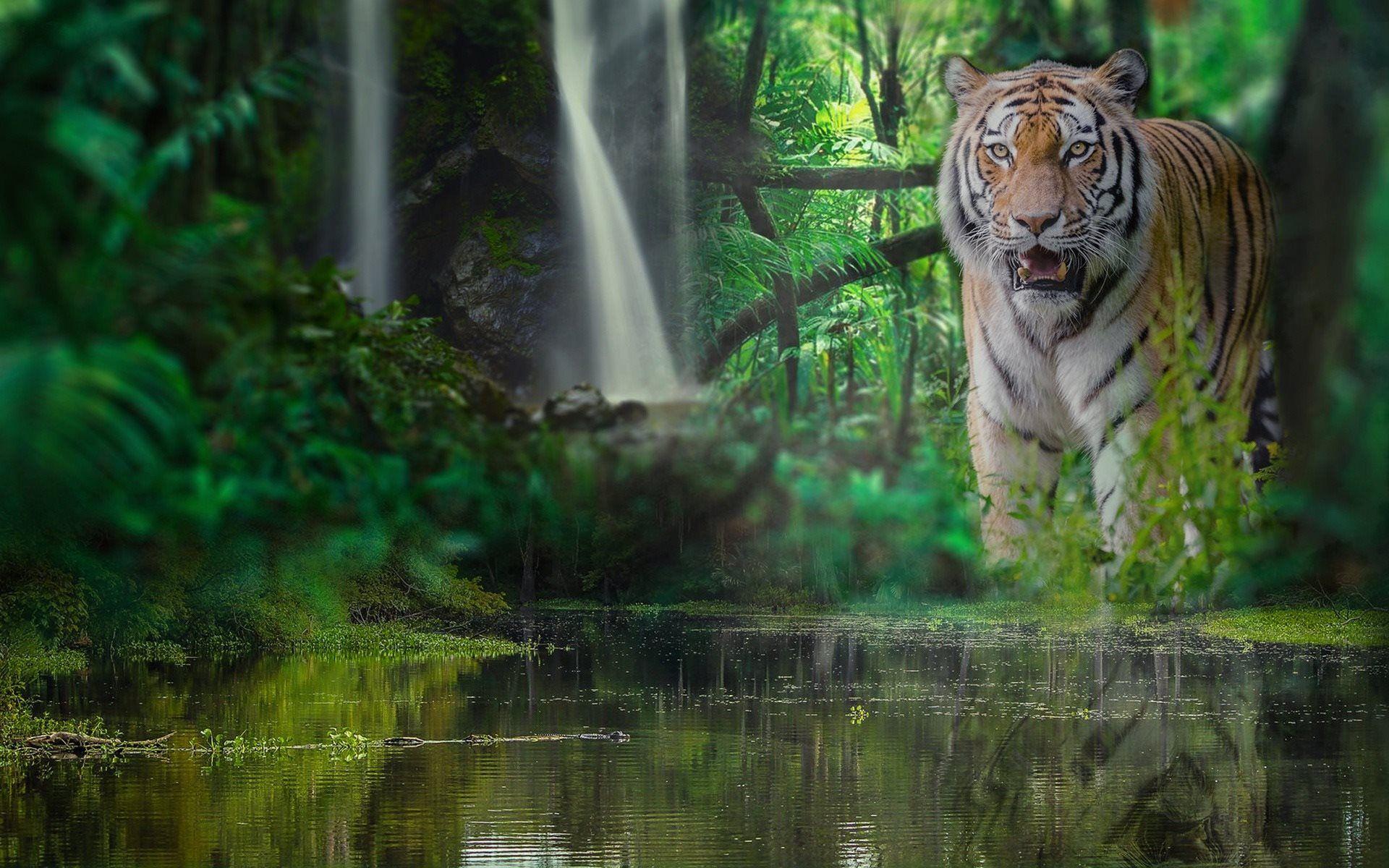 Tiger Forest Wallpapers Top Free Tiger Forest Backgrounds