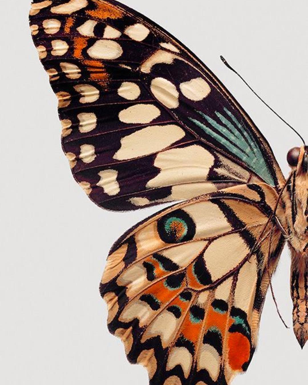 Butterfly Wings Wallpapers Top Free Butterfly Wings Backgrounds