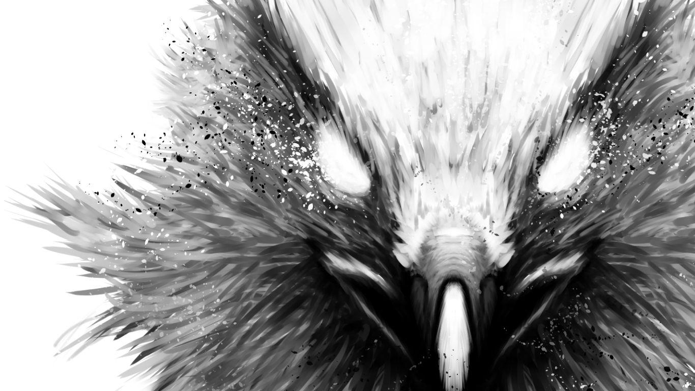 Black Hawk Bird Wallpapers Top Free Black Hawk Bird Backgrounds