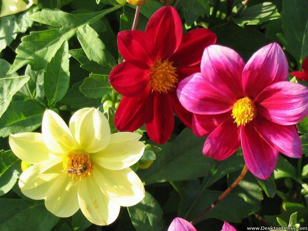 Different Flower Wallpapers Top Free Different Flower Backgrounds WallpaperAccess