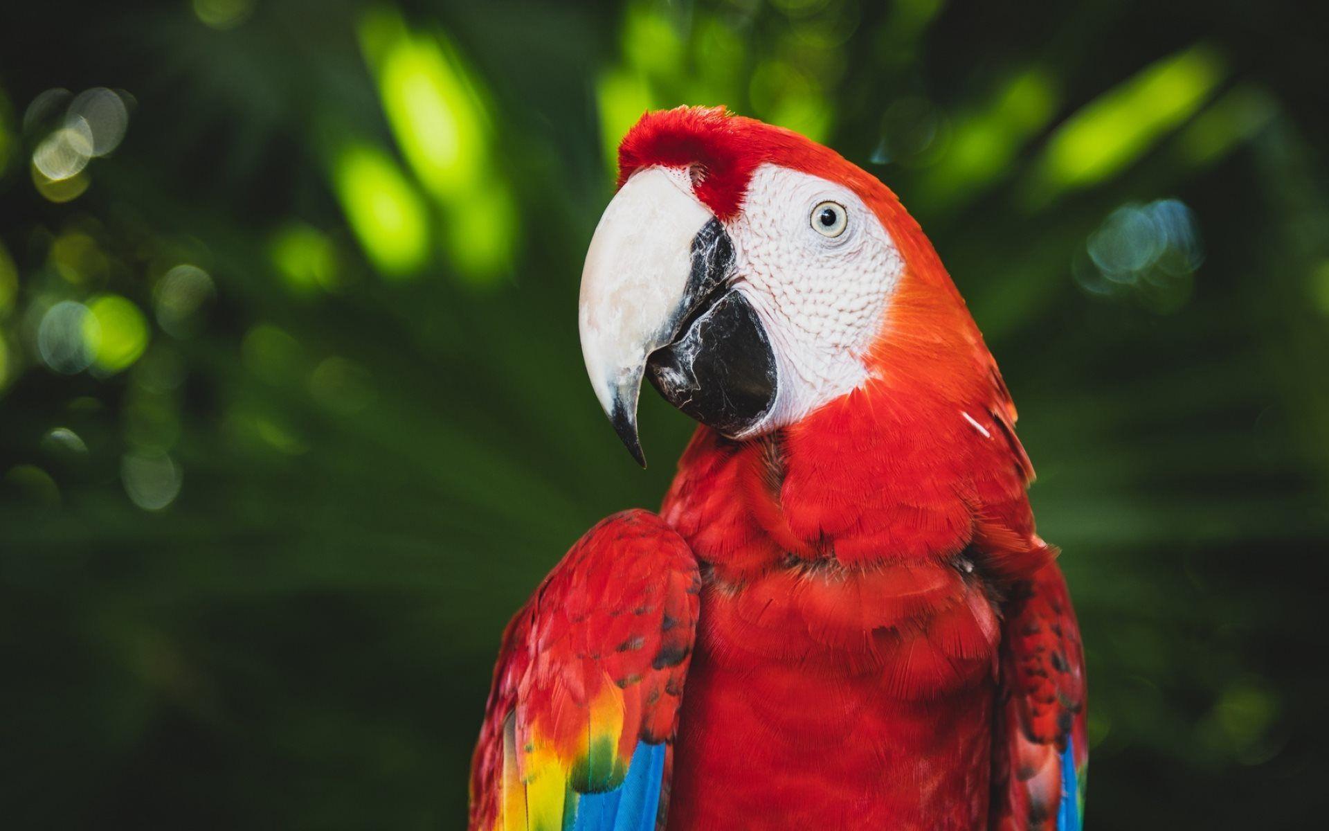 Guacamaya Wallpapers Top Free Guacamaya Backgrounds WallpaperAccess