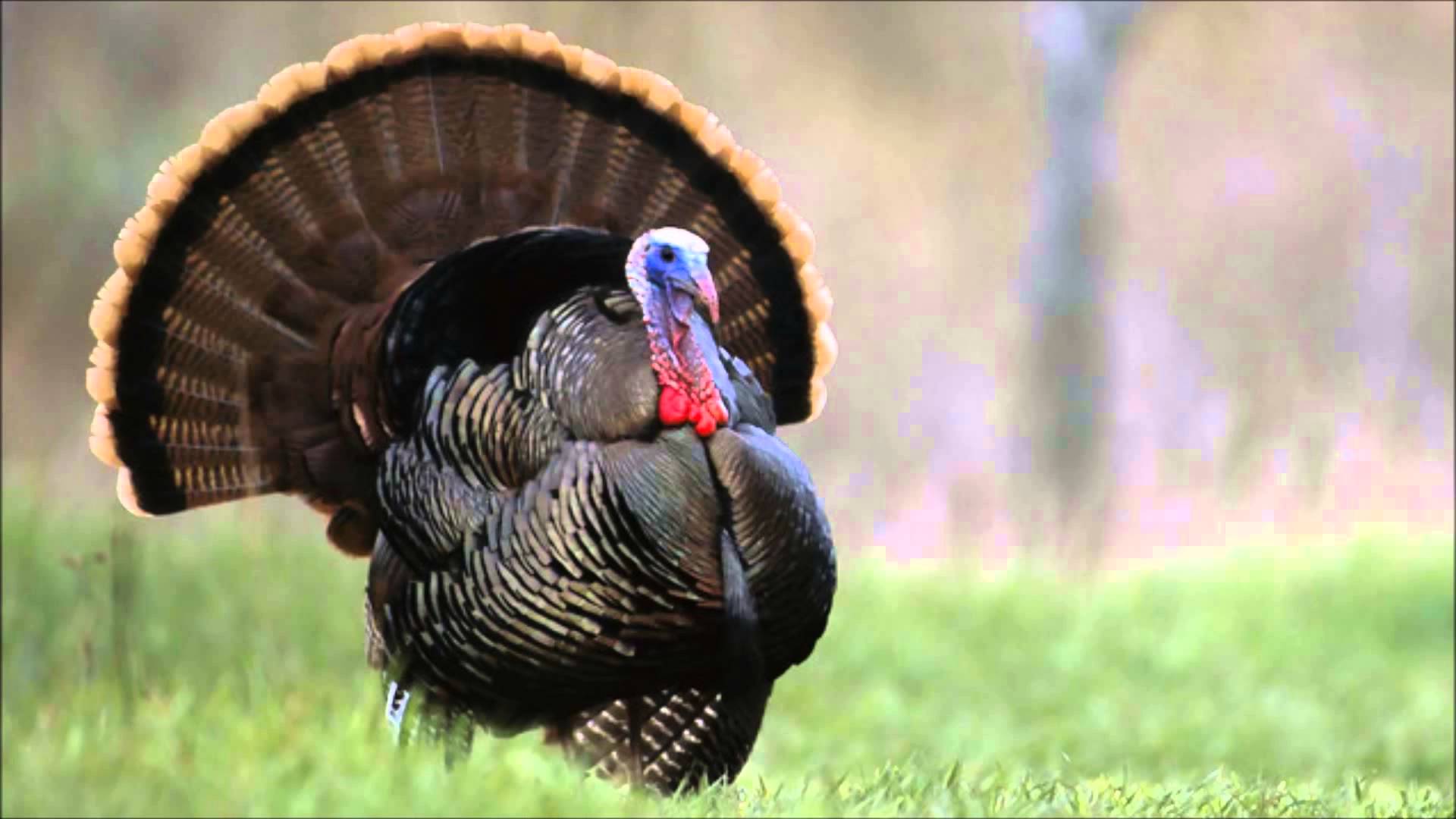 Turkey Gobbler Wallpapers Top Free Turkey Gobbler Backgrounds
