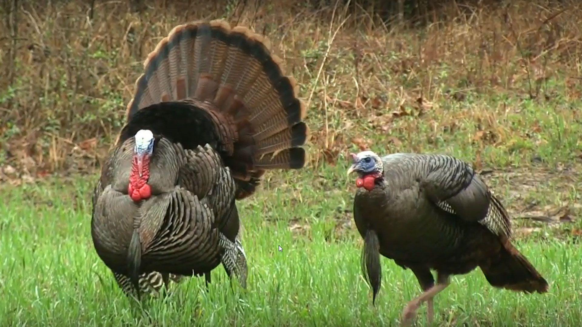 Turkey Gobbler Wallpapers - Top Free Turkey Gobbler Backgrounds