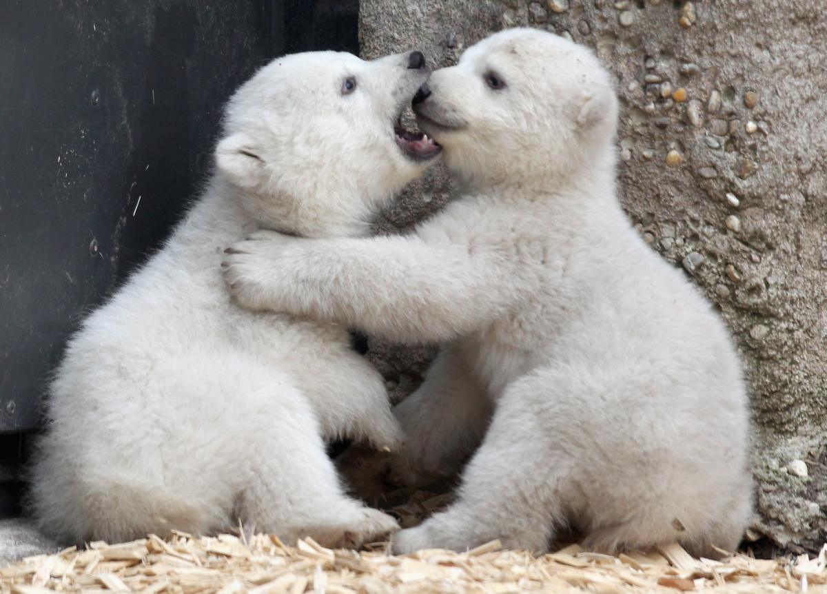 Baby Polar Bear Wallpapers Top Free Baby Polar Bear Backgrounds