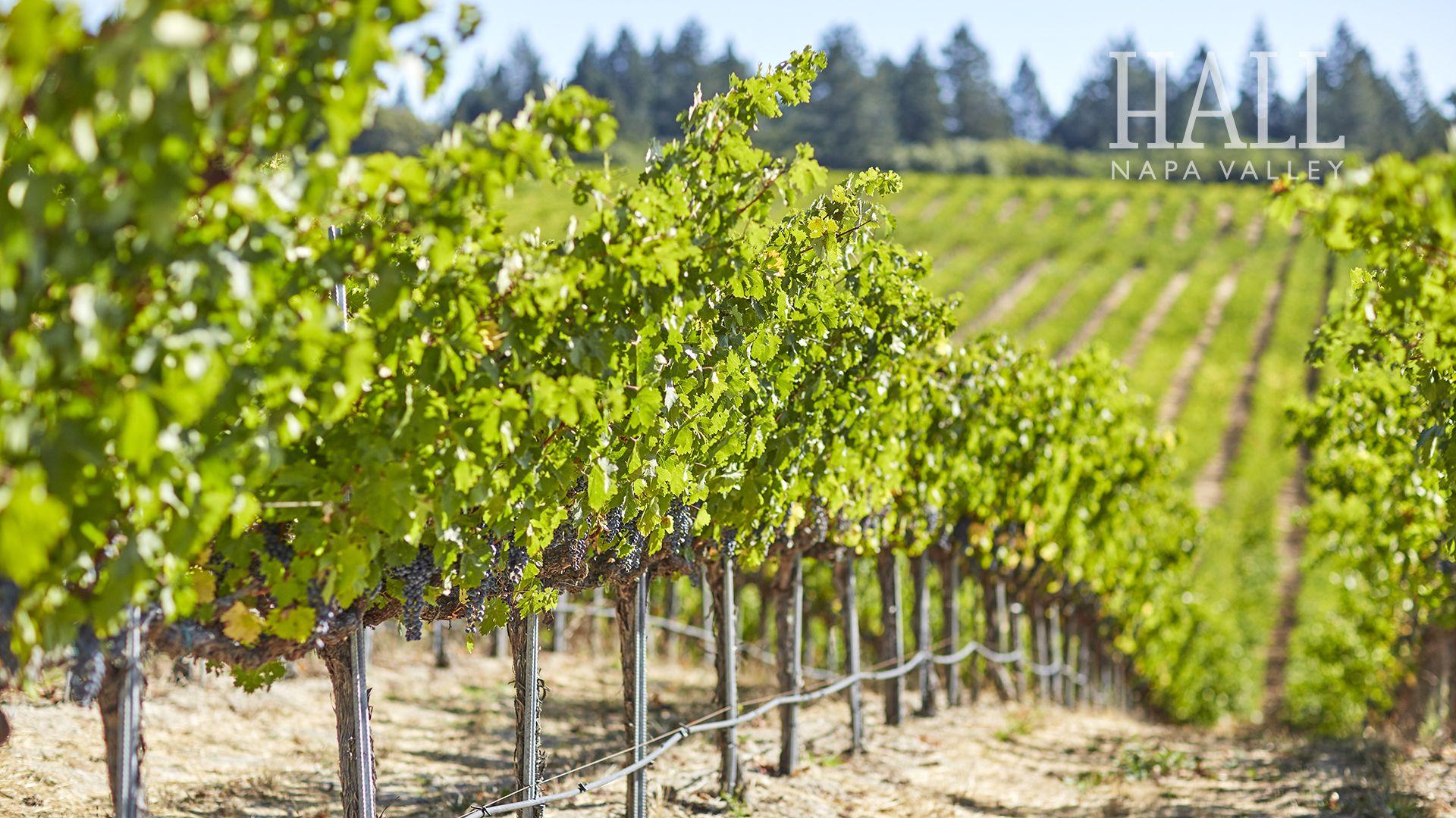 1920X1080 Napa Wallpapers Top Free 1920X1080 Napa Backgrounds