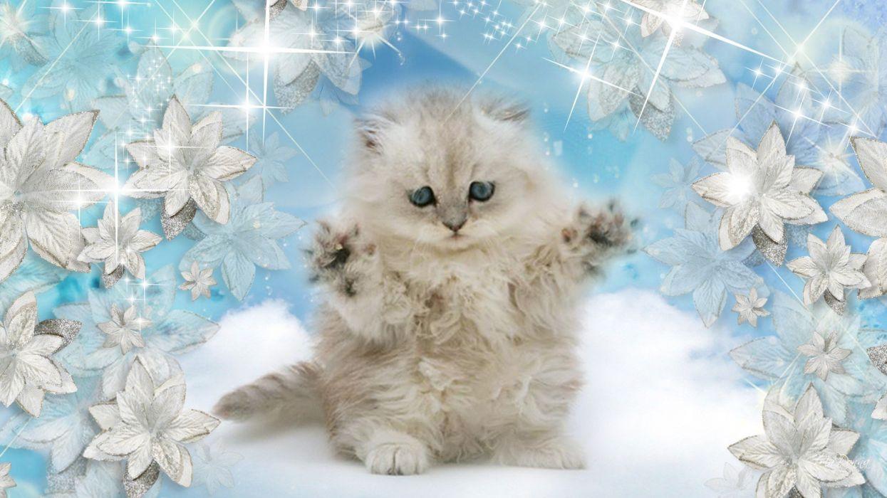 Winter Kitten Wallpapers Top Free Winter Kitten Backgrounds