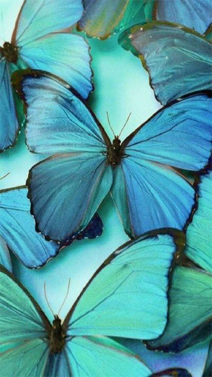 Teal Butterfly Wallpaper Aesthetic vlr.eng.br