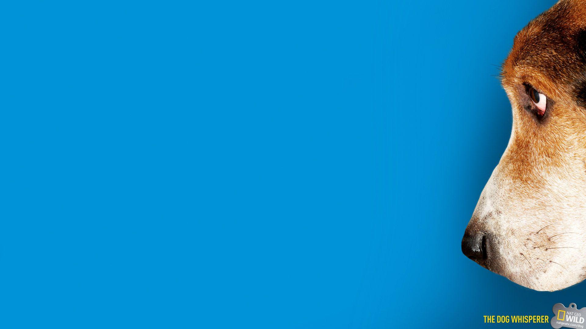 Blue Dog Wallpapers Top Free Blue Dog Backgrounds WallpaperAccess