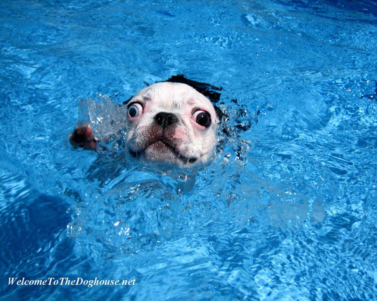 Blue Dog Wallpapers Top Free Blue Dog Backgrounds WallpaperAccess