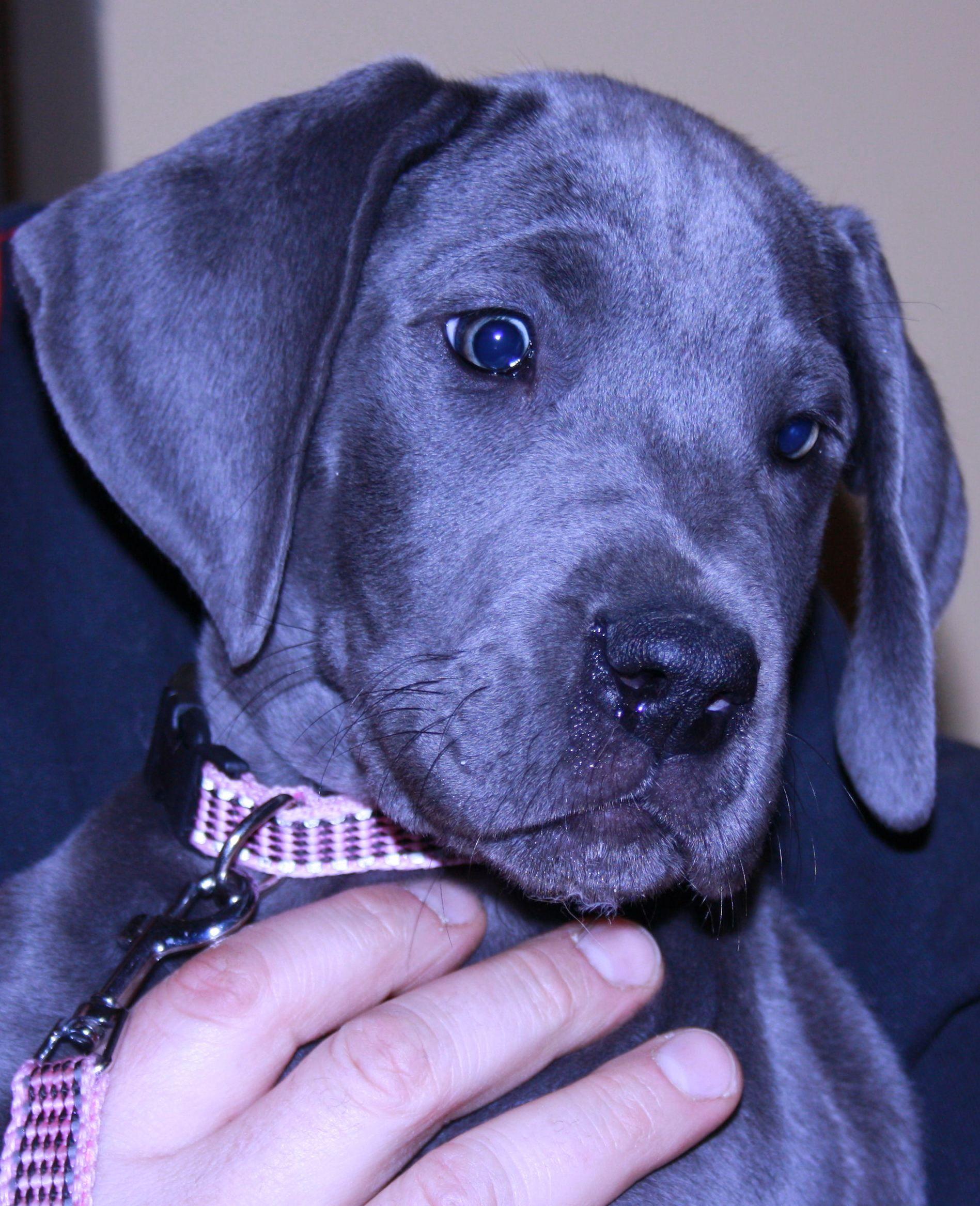 Blue Dog Wallpapers Top Free Blue Dog Backgrounds WallpaperAccess