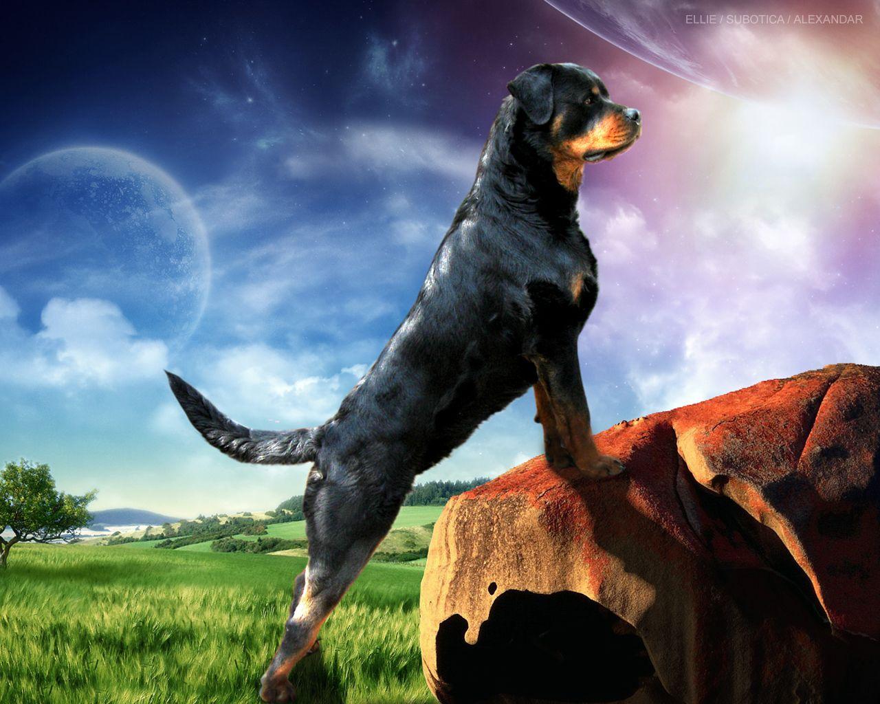 Blue Dog Wallpapers Top Free Blue Dog Backgrounds WallpaperAccess