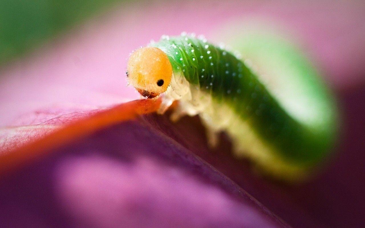 Cute Bug Wallpapers Top Free Cute Bug Backgrounds WallpaperAccess