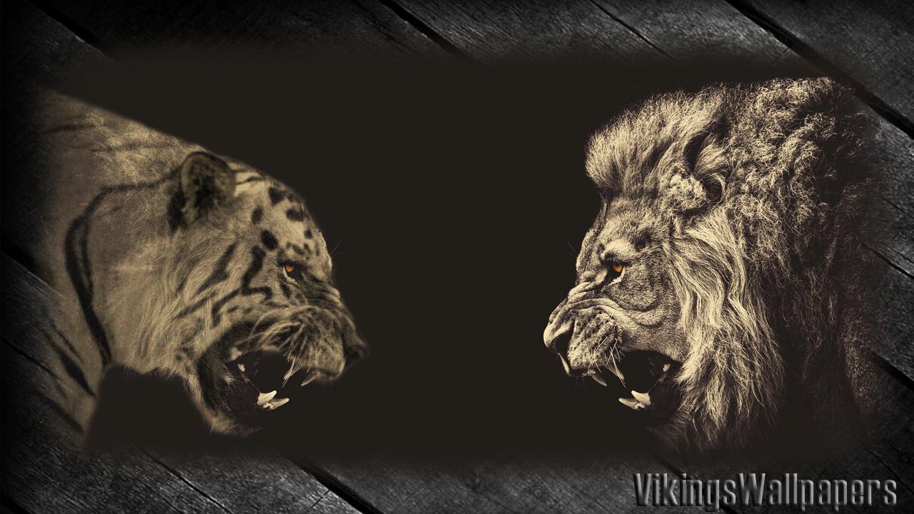 Lion and Tiger Wallpapers Top Free Lion and Tiger Backgrounds