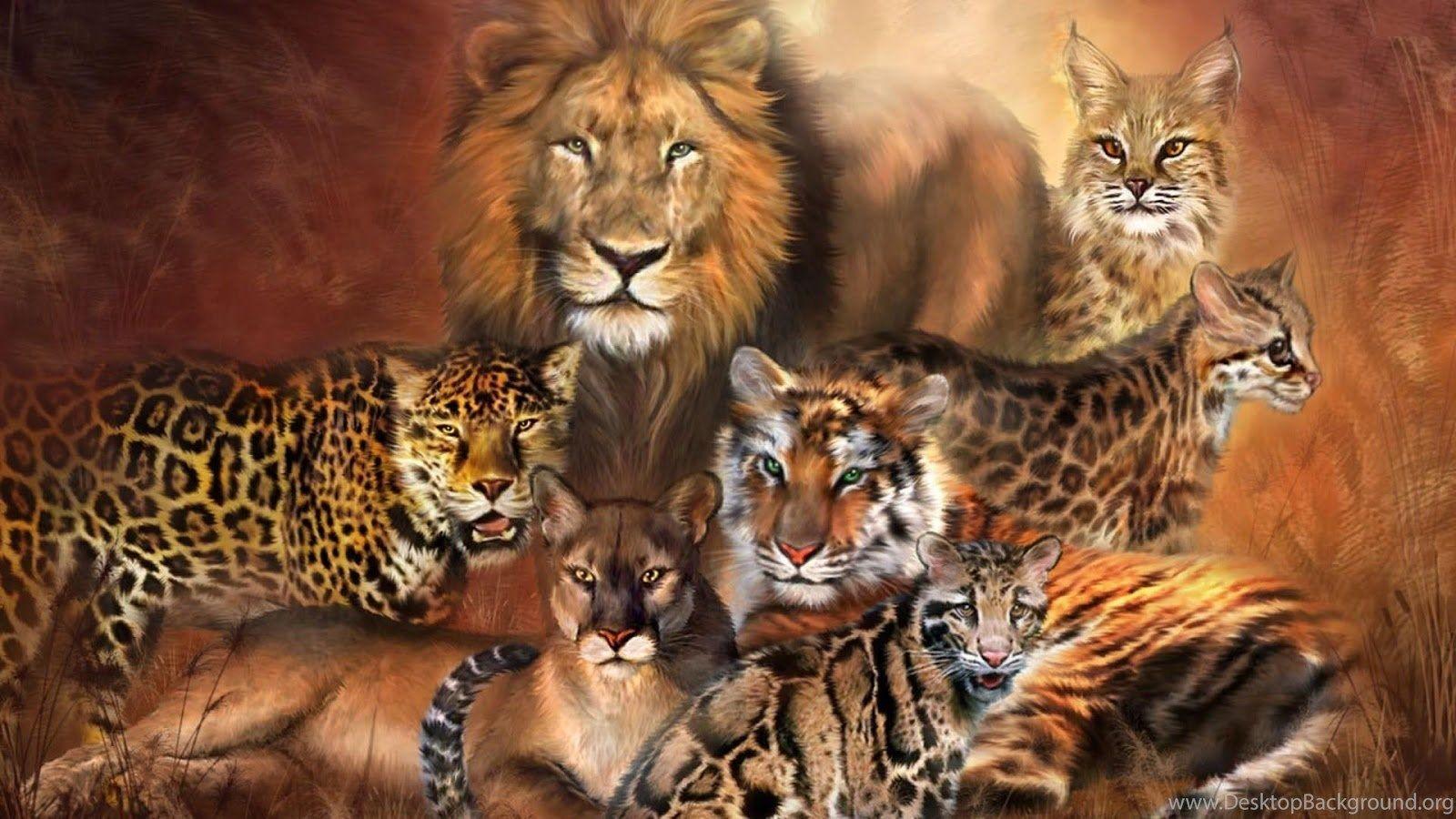 Lion and Tiger Wallpapers Top Free Lion and Tiger Backgrounds