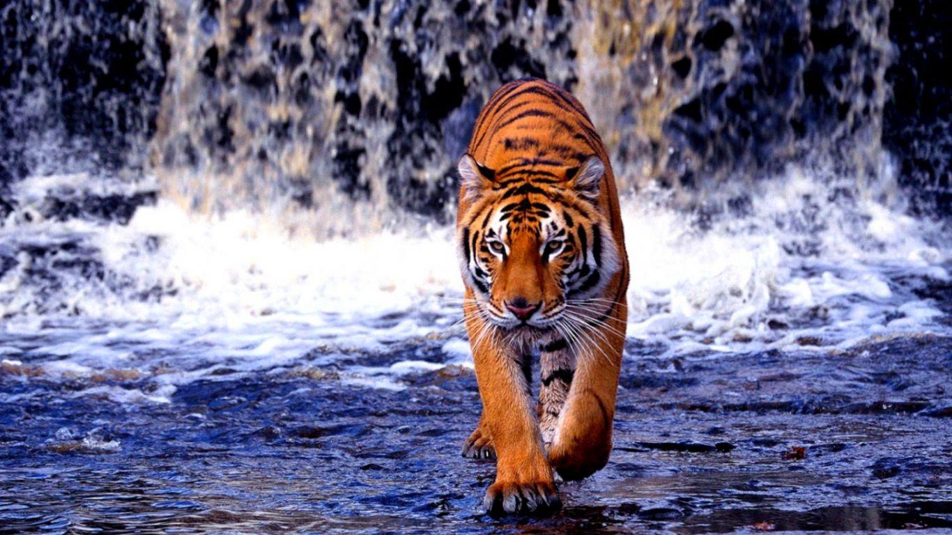 Lion and Tiger Wallpapers Top Free Lion and Tiger Backgrounds