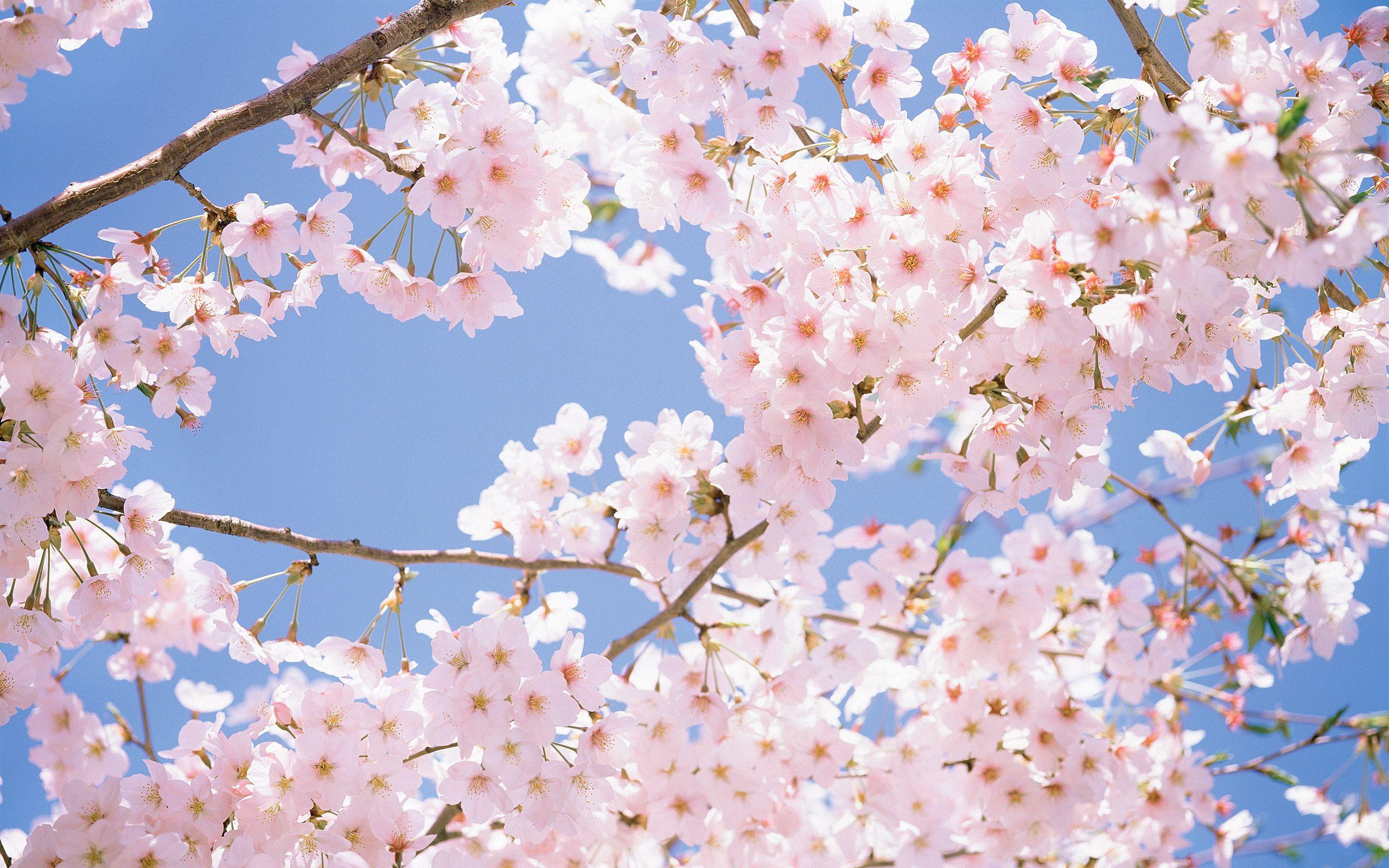 Cherry Blossom Tree Desktop Wallpapers - Top Free Cherry Blossom Tree  Desktop Backgrounds - Wallpaperaccess
