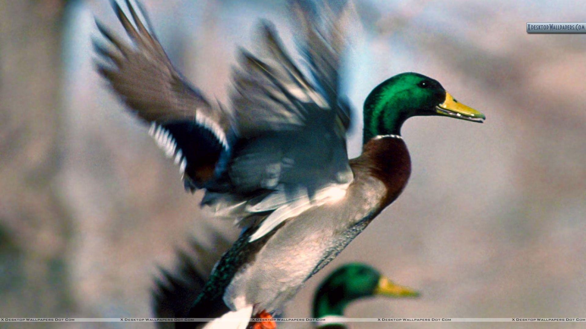 Mallard Duck Wallpapers Top Free Mallard Duck Backgrounds
