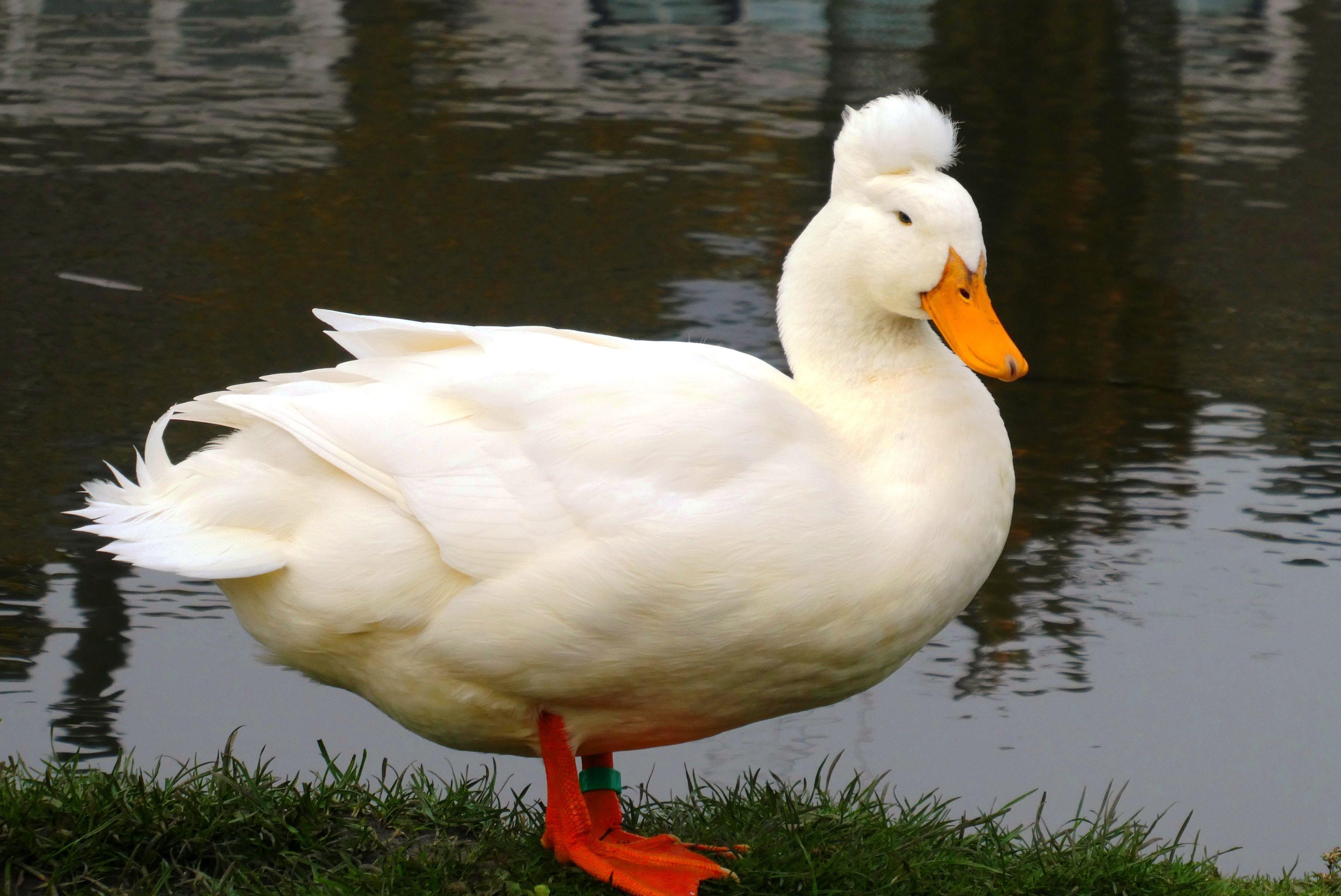 Mallard Duck Wallpapers Top Free Mallard Duck Backgrounds