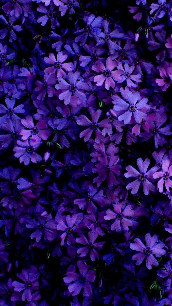 An Incredible Collection of Over 999+ Purple Flower Images in Stunning