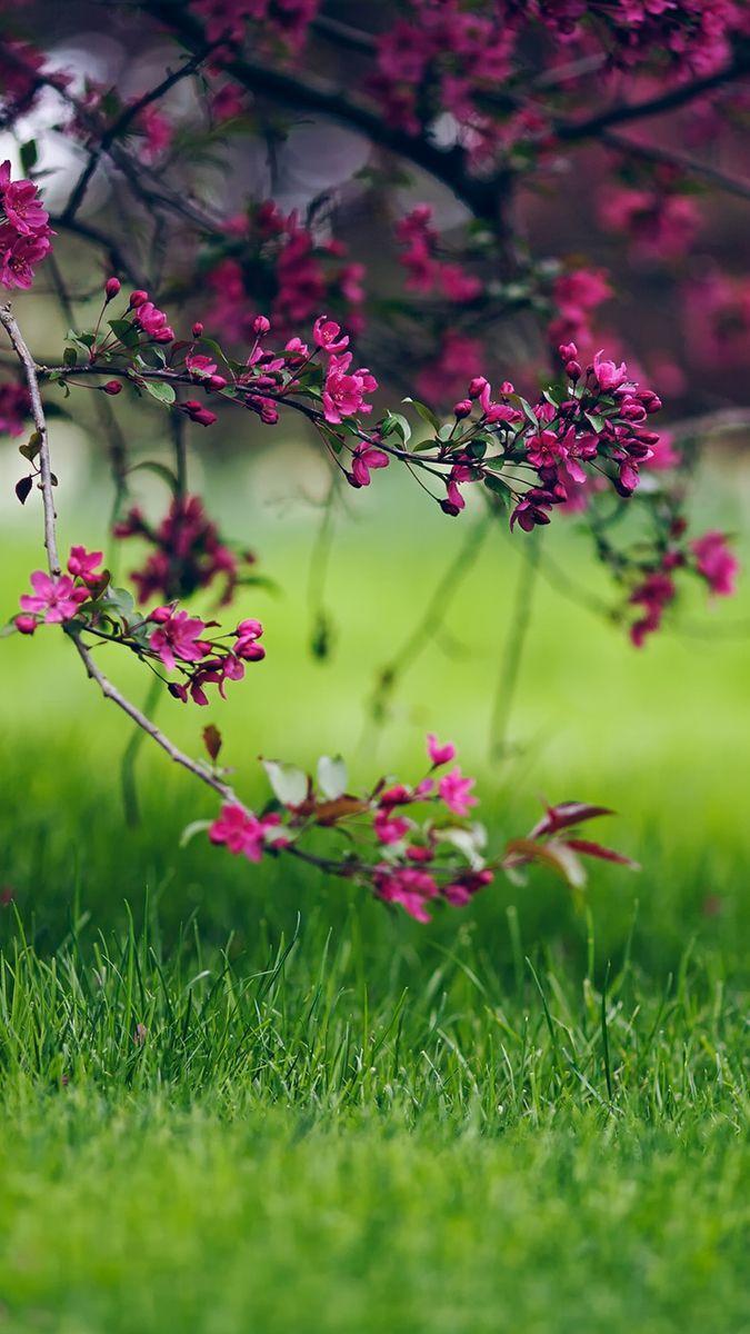 Grass and Flowers Wallpapers Top Free Grass and Flowers Backgrounds