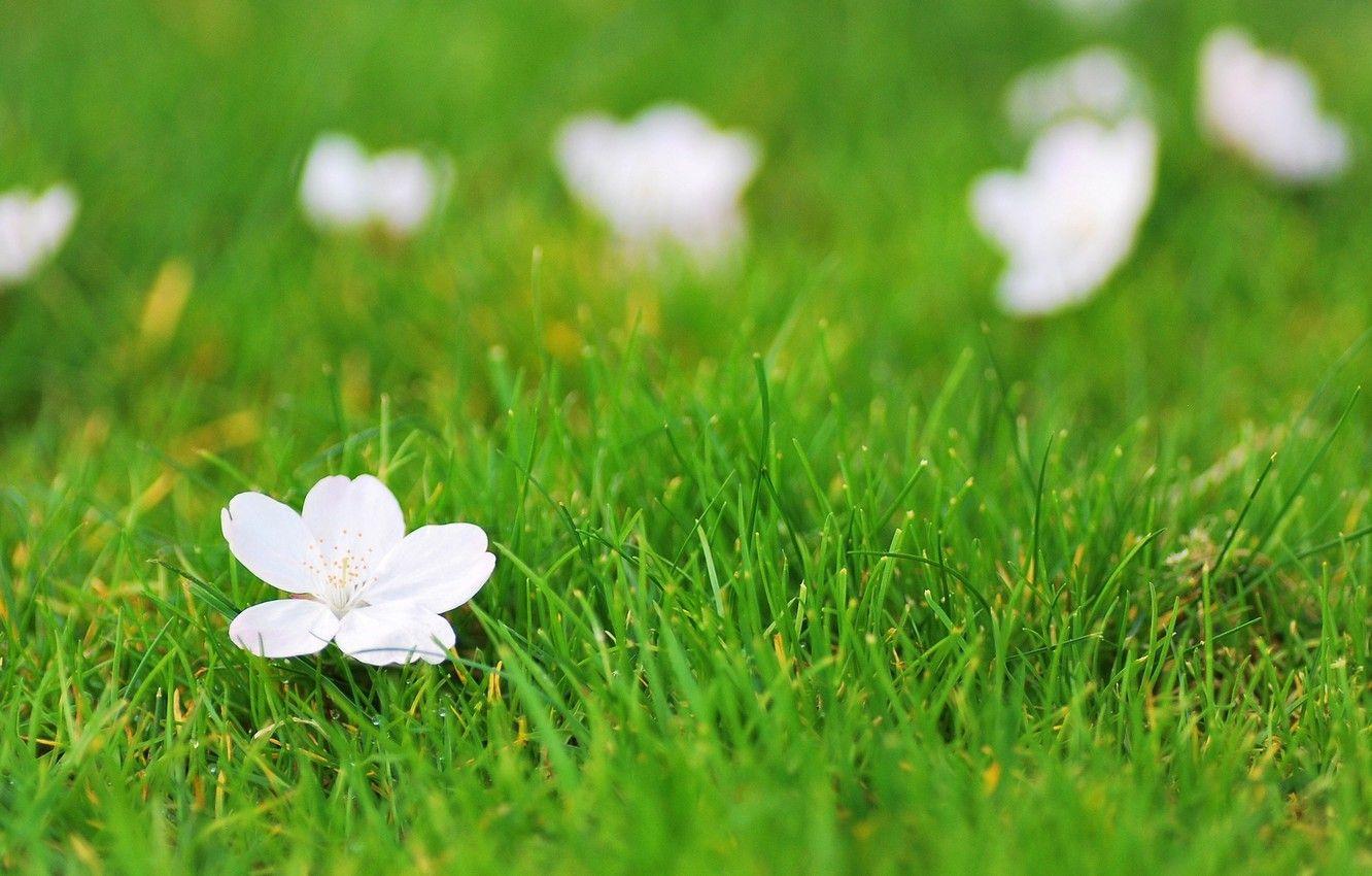 Grass and Flowers Wallpapers Top Free Grass and Flowers Backgrounds