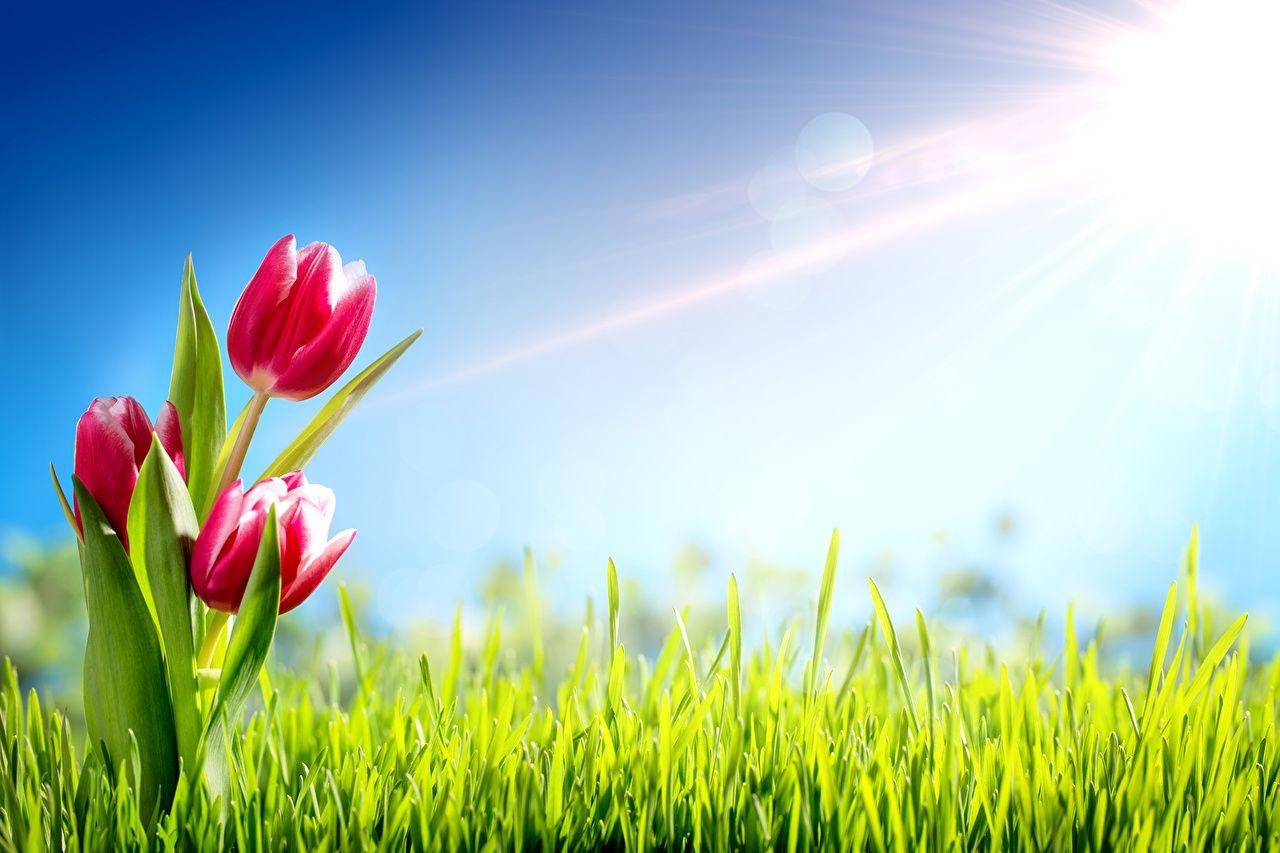 Grass and Flowers Wallpapers Top Free Grass and Flowers Backgrounds