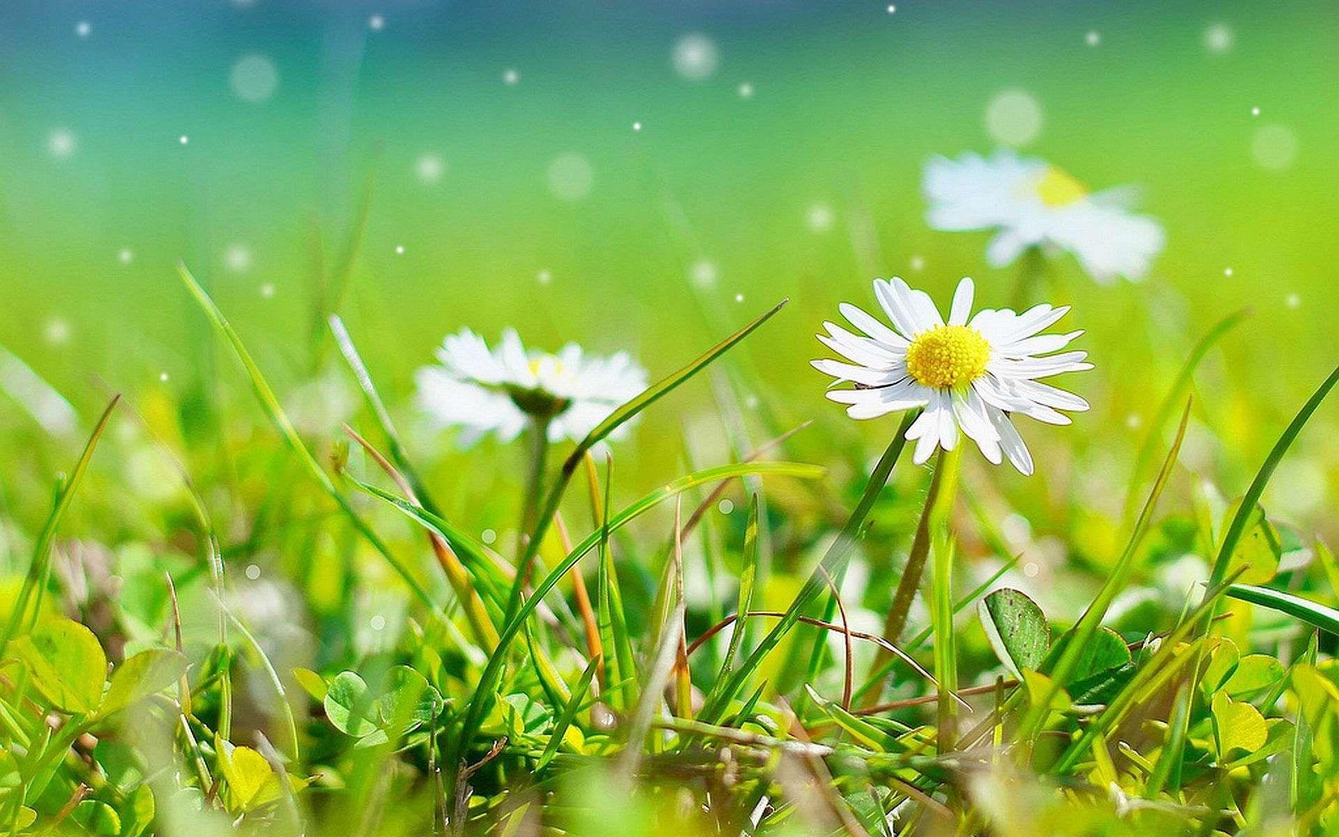 Grass and Flowers Wallpapers Top Free Grass and Flowers Backgrounds