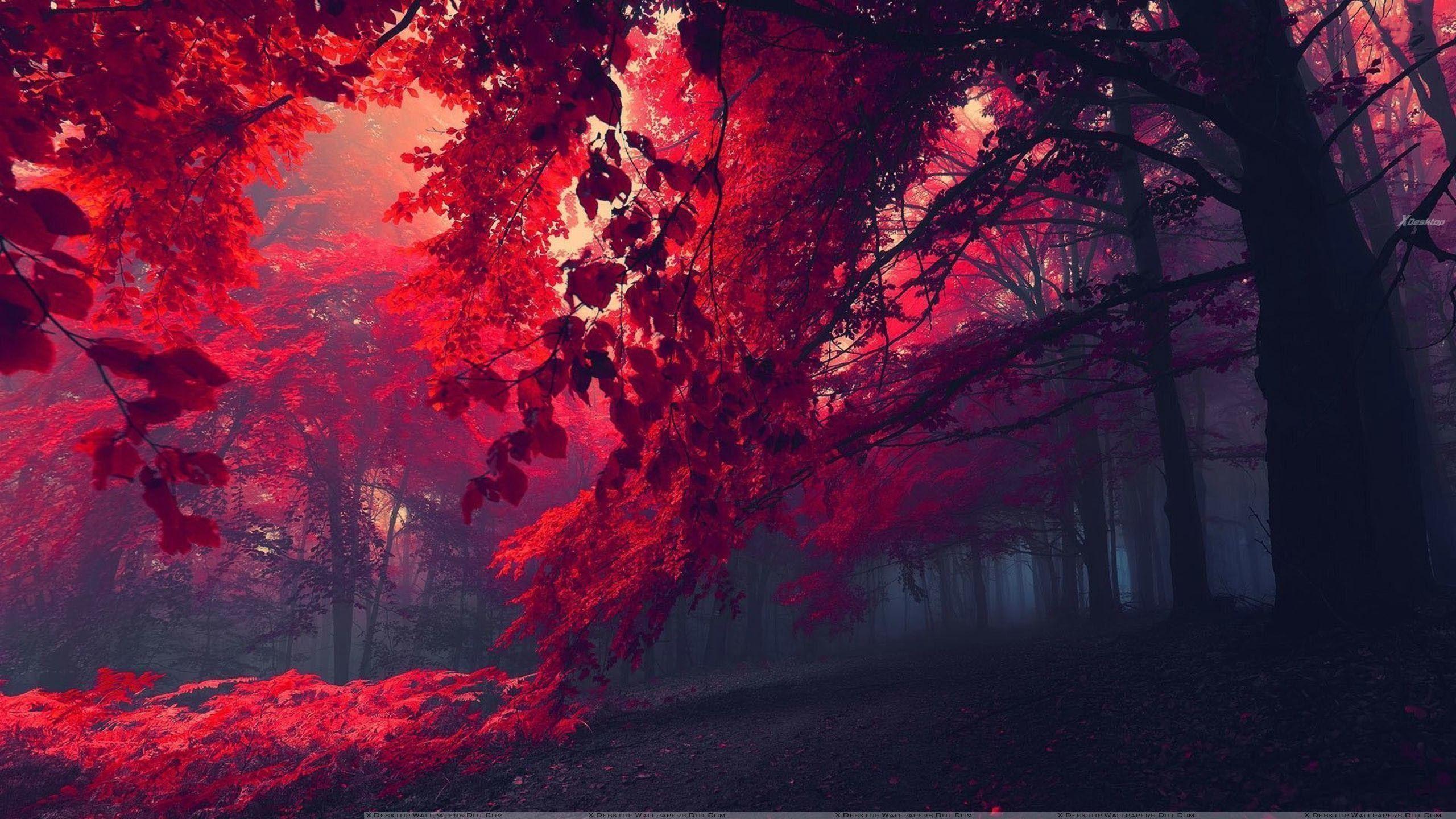 Beautiful Red Desktop Wallpapers Top Free Beautiful Red Desktop