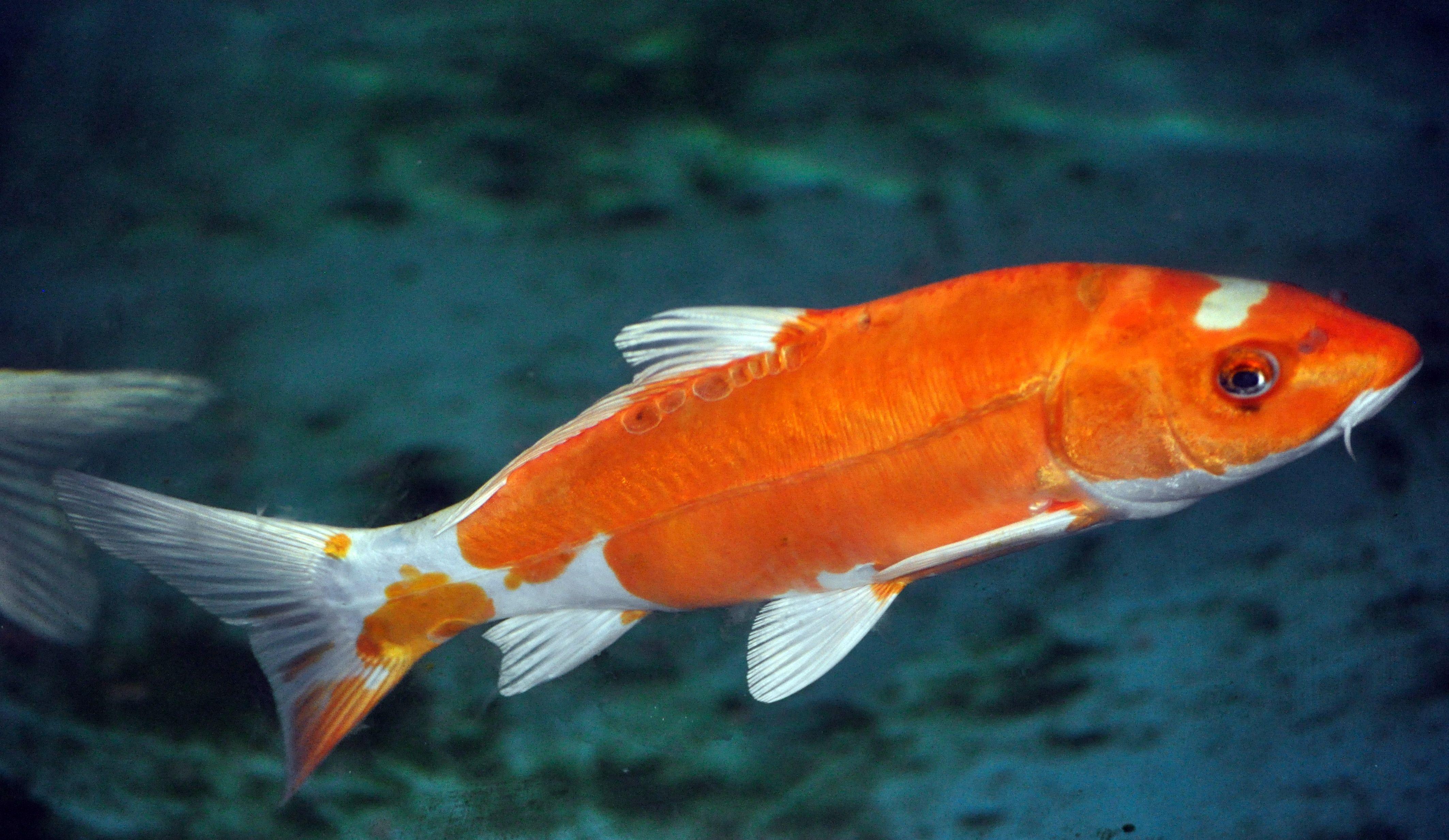 Koi Fish Wallpapers Top Free Koi Fish Backgrounds WallpaperAccess