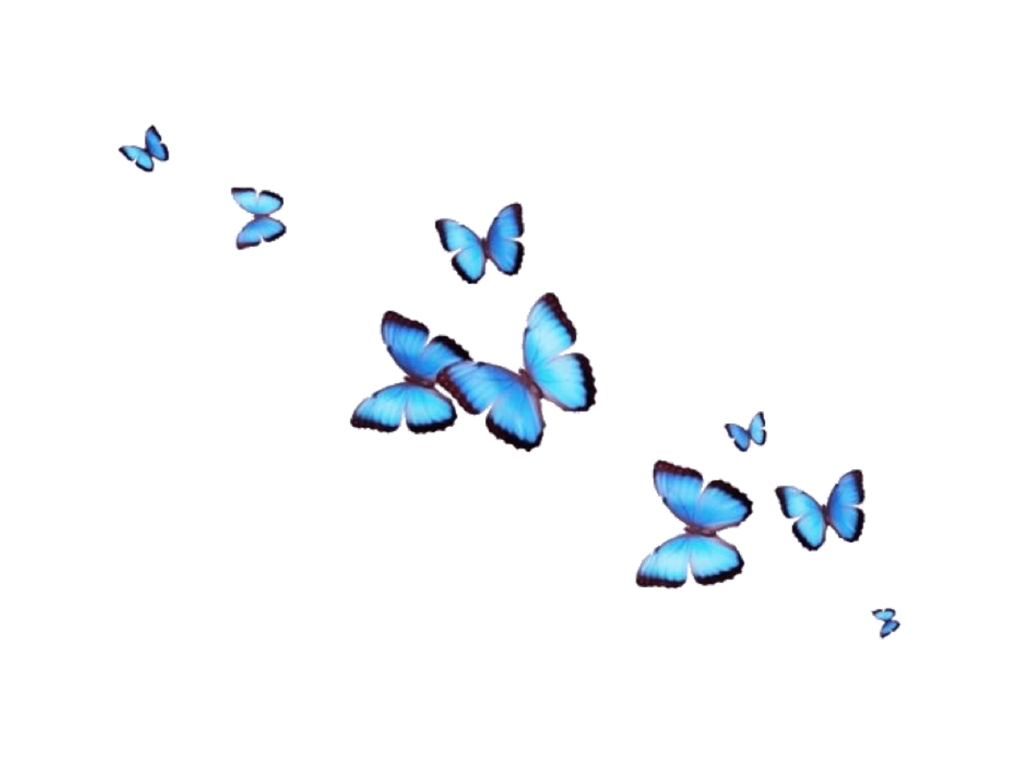 Transparent Butterfly Wallpapers Top Free Transparent Butterfly