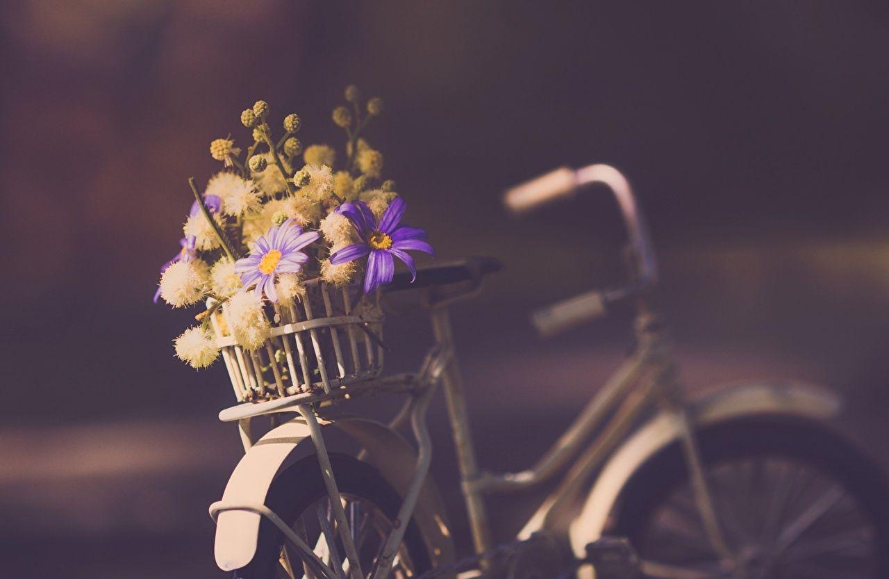 Bicycle Flowers Wallpapers Top Free Bicycle Flowers Backgrounds